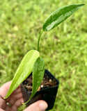 Monstera Burle Marx Flame Tissue Culture Plant, Rare Variegated Aroid, Indoor Houseplant, Collector Plant