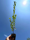 Mayten Tree (Maytenus boaria) | Evergreen Weeping Shade Tree | Drought Tolerant Ornamental | Live Plant 2.5 Inch Pot