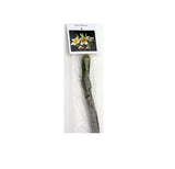 1 Yellow Hawaiian Plumeria Cutting | 9–12” Unrooted Stem | Fragrant Tropical Frangipani | Flowering Garden Starter Plant