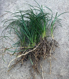 15 Mondo Grass Bare Root Plants – Evergreen Perennial Ground Cover for Lawn, Borders & Landscaping – Easy to Grow