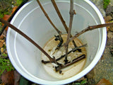 7 Azalea Cuttings Pink & White – Unrooted Rhododendron Wood 6–7” Long, 1/8–1/4” Thick, Grafting or Rooting Starts