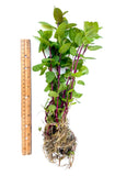 8 Rooted Peppermint Plants 8–15” – Organic Live Mint Plant Starts, Hardy Perennial Herb for Tea, Cooking & Garden Containers