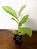 Southern Magnolia Tree (Magnolia grandiflora) | Evergreen Fragrant Flowering Tree | Live Plant | 2.5 Inch Pot