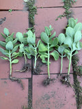 1 Sedum Autumn Joy Live Plant | Bare Rooted Starter | Pink Blooms, Drought Tolerant, Perennial Succulent, Pollinator-Friendly
