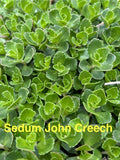 Sedum John Creech Ground Cover Plants - 10 Hardy Succulent Perennials, Zones 4-8, Drought Tolerant