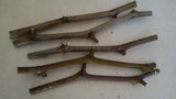 Jujube Tree Cuttings Unrooted 5pcs | Chinese Date | Ziziphus jujuba | Live Fruit Tree Cuttings for Planting | Edible Hardy Tree