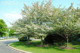 Green Hawthorn Tree Live Starter Plant 12-24 Inches Bare Root Crataegus viridis White Flowers, Red Fruit