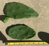 7 Edible Prickly Pear Cactus Pads | Opuntia Ficus-Indica Nopales | Fresh Organic Cactus for Cooking or Planting | Spineless Variety