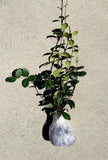 Star Jasmine Plant (Trachelospermum jasminoides) | Fragrant Flowering Vine | Evergreen Climber | 1 Rooted Stem Live Plant