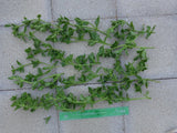 20 Aptenia cordifolia Cuttings | Baby Sun Rose Ice Plant | Unrooted 4–7” Succulent Stems | Red/Pink Groundcover for Gardens & Pots