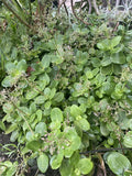 Crassula multicava 'Fairy Crassula' Cuttings, 5 Succulent Stems, Drought-Tolerant, USDA Zones 9-11
