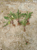 10 Dandelion Plants Bare Root | Wild Organic Heirloom Non-GMO | Taraxacum officinale | Edible Medicinal Herb | Detox & Pollinator Plant