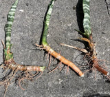 3 Rooted Snake Plants – Sansevieria Zeylanica / Mother-in-Law’s Tongue – Live Indoor Air Purifying Plants in Hawaii Volcanic Soil