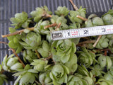 Sempervivum Chicks 50 Unrooted Succulent Plants Purple-Blue Green Hens & Chicks Ground Cover Zone 2-9 Low Maintenance