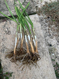 50 Garlic Chives Live Plants | Bare Root Organic Leek Stalks | Non-GMO Perennial Herb | Edible Allium for Garden or Kitchen