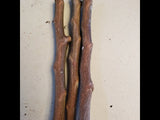 4 Star Apple Tree Cuttings | Chrysophyllum cainito | Unrooted 5–6" Grafting Wood | Tropical Caimito Fruit Tree | Rare Exotic Variety