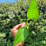 Golden Pothos Rooted Cutting – Live Easy-Care Houseplant | Epipremnum Aureum | Natural Indoor Décor Plant