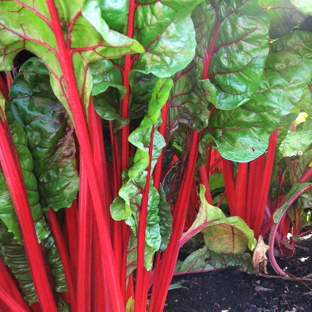 Ruby Red Rhubarb Swiss Chard Seeds | Crimson Silver Beet Spinach Seeds ...