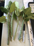 10 Bay Laurel Cuttings (Laurus nobilis) | Sweet Bay Herb Unrooted Starter Plants for Culinary & Aromatic Use