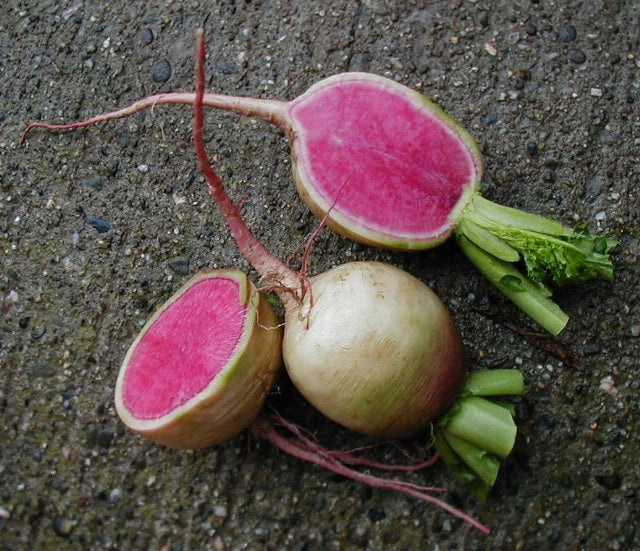 Watermelon Radish Seeds - Heirloom Raphanus sativus - Vibrant Pink and ...