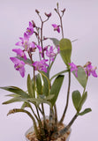Dendrobium kingianum Orchid – 3 Inch Keiki Cane, Fragrant Miniature Species Orchid, Live Plant Offset