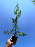 Murray Leyland Cypress Tree (Cupressocyparis leylandii ‘Murray’) | Fast-Growing Evergreen Privacy Hedge | 2.5 Inch Pot