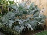 Brahea Armata Blue Hesper Palm Seedling – 10-12 Inches Tall – Unique Blue Leaves – Hardy Tropical Palm Seedling