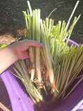 5 Live Lemongrass Stalk Plugs - Organic Cymbopogon citratus Herb Plant for Tea, Cooking, Repelling Mosquitoes - Healthy Live Roots
