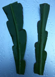 Epiphyllum Hookeri Orchid Cactus Cuttings – 5 Live Night Blooming Cactus Cuttings for Planting