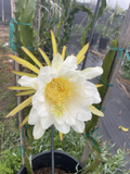Dragon Fruit Orejona Cuttings – Mature Unrooted Pitaya Stems for Propagation
