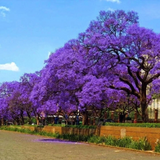 Blue Jacaranda Tree Jacaranda Mimosifolia Live Plant 1 Year Old 8–10 Inch Tall Ornamental Tree