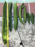 Vietnam Dragon Fruit Cuttings – Two 8–12” Stems + Bonus 4” Cutting, Fresh Hylocereus Pitaya Cuttings for Growing