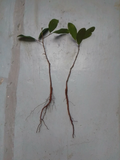 Lauren Live Oak Tree Starter Plants for Planting – 4 Rooted Quercus virginiana Evergreen Trees, 6–12 Inches