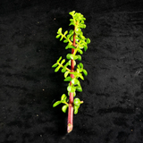 Portulacaria Afra Elephant Bush Succulent Cuttings Set of 30, Live Drought Tolerant Plant Cuttings for Propagation