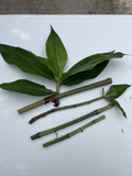 Blue Ginger Plant Cuttings – 3 Live Dichorisandra thyrsiflora Cuttings, Tropical Ornamental for Garden or Containers
