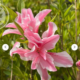 Sugar and Spice Azalea Rhododendron – Live Starter Plant – Rare Blooming Shrub for Garden Landscaping