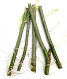 Hybrid Willow Rooted Cuttings for Planting – 5 Live Starter Trees, Perennial Willow for Outdoor Growing