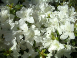 White Azalea Cuttings for Planting – 7 Unrooted Shrub Stems, Large White Flowering Azalea