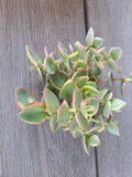 Crassula Calico Kitten Variegated Succulent Cuttings, Marginalis Rubra Variegata Trailing Plant Set of 10