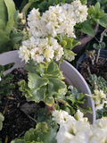White Kalanchoe Cuttings Kalanchoe Blossfeldiana Succulent 3 Unrooted Cuttings