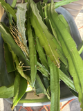 Physical Graffiti Dragon Fruit Cuttings – 8+ Inch Live Hylocereus Variety – Fresh Stem Cuttings for Planting