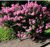 Crepe Myrtle Cuttings – 7 Fresh Branch Cuttings for Rooting, Fast-Growing Lagerstroemia Starter Wood for Garden Shrubs & Trees
