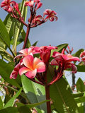 Pink Plumeria Cuttings for Planting – 10 Single Head 10 Inch Unrooted Frangipani Cuttings, Flowering Tree Starts