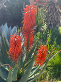 Aloe x Principis Raw Cuttings for Planting – Live Ornamental Aloe Stems Sized for 1 Gallon Pot