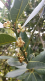 Bay Laurel Tree Cuttings – 10 Live Laurus Nobilis Stem Cuttings for Propagation and Garden Planting