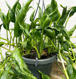 Shangri La Pothos Cuttings – 3 Fresh Epipremnum aureum Cuttings, No Roots, Curled Leaf Houseplant for Propagation