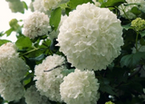 Japanese Snowball Viburnum Cuttings – 3 Hardwood 6–8" Stems, NC Grown, Viburnum plicatum Shrub Propagation Wood for Garden Use