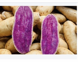 Okinawa Purple Sweet Potato Slips for Planting – 15 Unrooted Ipomoea batatas Cuttings