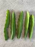 Red Dragon Fruit Cuttings – Pink Skin Red Flesh – 5 Fresh Pieces Ready to Plant
