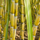 Yellow Sugarcane Cuttings – 20 Saccharum Officinarum Stalk Pieces 18in Long with 3–4 Nodes Each for Planting